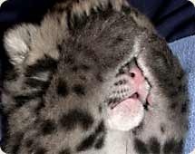 Baby Clouded Leopard
